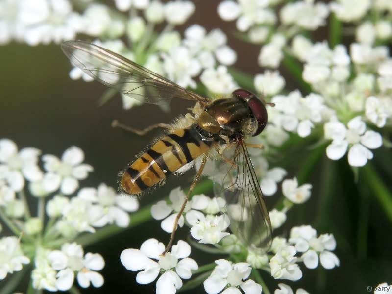 Episyrphus balteatus (De Geer, 1776)
